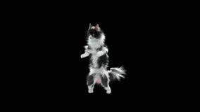 Cat Dancing CG fur. 3d rendering, Animation Loop. Included at the end of the clip with Alpha matte.