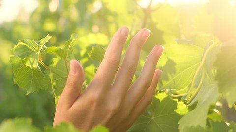 Hands of young woman touch the leaves of the vineyard at sunset. Slow motion video 4K
