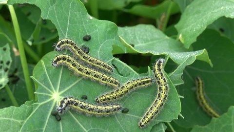The caterpillars of the cabbage butterflies destroyed the cabbage crop, garden pests closeup
