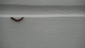 slow life walking Centipede in my home Thailand at white wall  ,By the way it's live in the jungle wonderful nature.