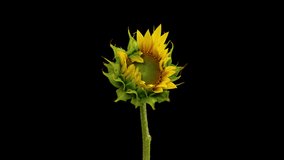 Macro time lapse opening Sunflower Head, isolated on pure black background - Powered by Shutterstock - Get 15% off with code: PIKWIZARD15