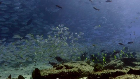 A magical view of the bottom of sea of Cortez. Massive schools of yellow tale surgeonfish and big eyes trevally with a goliath grouper crossing the field. Cabo Pulmo, Baja California Sur.
