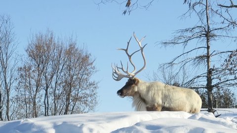 Boreal woodland caribou in the snow