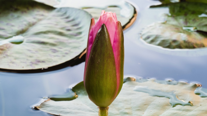 Timelapse of pink lotus water lily flower opening in pond, waterlily with green leaves blooming in time lapse, 4K footage Royalty-Free Stock Footage #1060490548