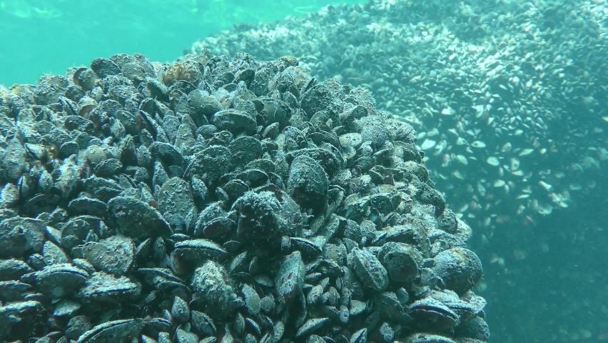 Stones overgrown with a large number of Mussel (Mytilus edulis).