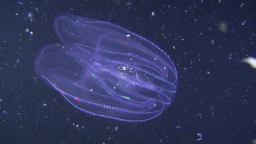 Multi-colored ctenophore Warty comb jelly (Mnemiopsis leidyi) on a dark background with plankton-rich water column. Royalty-Free Stock Footage #1060491316