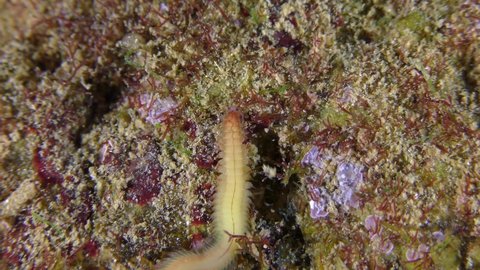 Clam Worms (Nereis sp.) slowly creeps along the seabed, close-up.