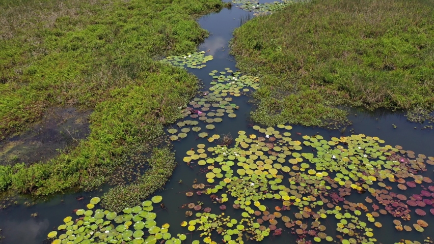 Water lilies floating on a lake wetland Peru.