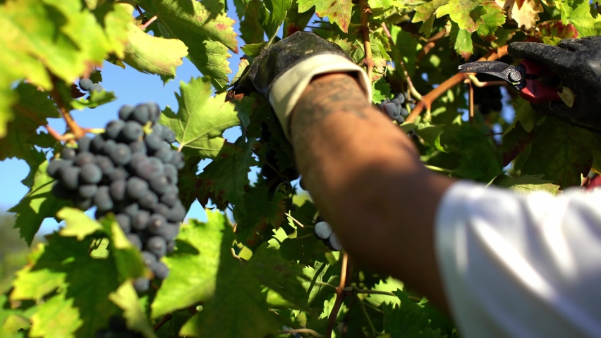 Grape harvest. Hand-picking black organic clusters of grapes that dropping off into a red basket. FarmIng in autumn in Italy. | Shutterstock HD Video #1060498372