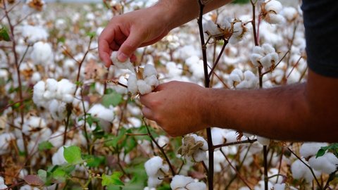 Cotton picking season. Young farmer harvests cotton.