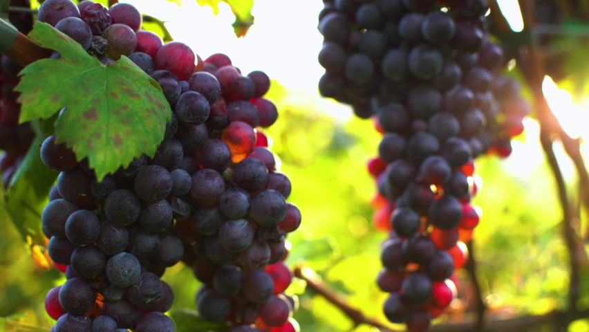 Close up of a branch of ripe red grapes.Grapes vineyard sunset.Italy. Wine grapes harvest.Vitamins.dieting.  Royalty-Free Stock Footage #1060499371
