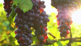Close up of a branch of ripe red grapes.Grapes vineyard sunset.Italy. Wine grapes harvest.Vitamins.dieting.  - Powered by Shutterstock - Get 15% off with code: PIKWIZARD15