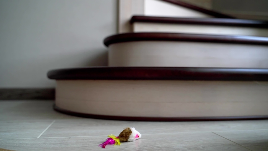 Playful cat at home. Young cat plays with toy mouse