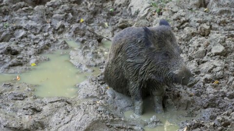 Wild hog (feral pig) taking a mud bath in a slimy pond