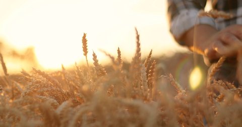 Close up shot of man hand running through wheat ears in golden field in countryside. Harvesting. Caucasian male farmer fingers touching wheat while walking in farm outdoors on sunset. Harvest concept