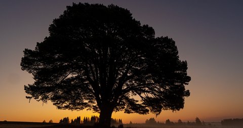 Foggy sunrise in a field with a beautiful branchy pine tree, time lapse