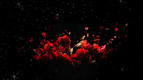 Red Flower petals falling 3D background concepts - Beautiful Red blossoms flower falling petals on spring season with shape of the heart (Simple of love) footage. Spring season flowers.