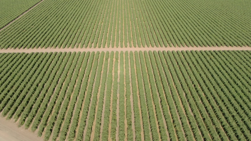 Vineyard Fields In San Joaquin Valley California Sierra Nevada Mountains Aerial Shot Tilt Up