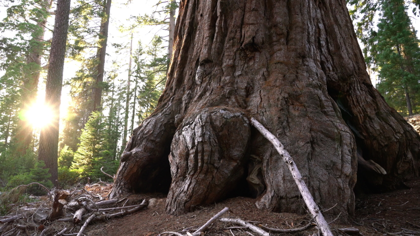 Sequoia Trees Sunset In General Grant Grove Sequoia And Kings Canyon National Park
