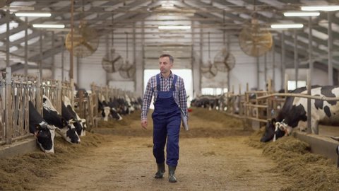 Wide shot of farmer in uniform walking down aisle in cowshed in slow motion, examining stalls with dairy cows eating hay and making notes in report on clipboard
