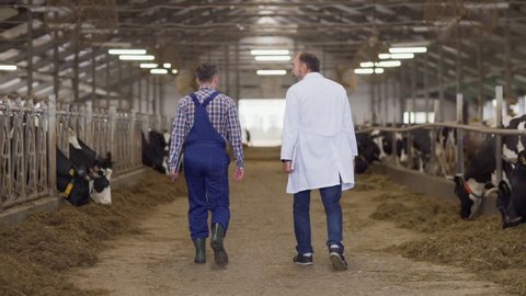 Follow shot back view of veterinarian in white coat with laptop and farm worker in uniform with clipboard walking down aisle in cowshed in slow motion and talking while dairy cows eating hay in stalls