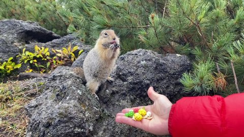 Cute funny gophers in Kamchatka are hand-fed. A young man feeds gophers with sweets from his hand. Travel to the Kamchatka Peninsula.