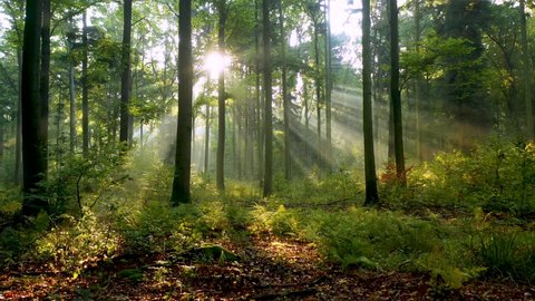 Beautiful sunlight in the forest วิดีโอสต็อก