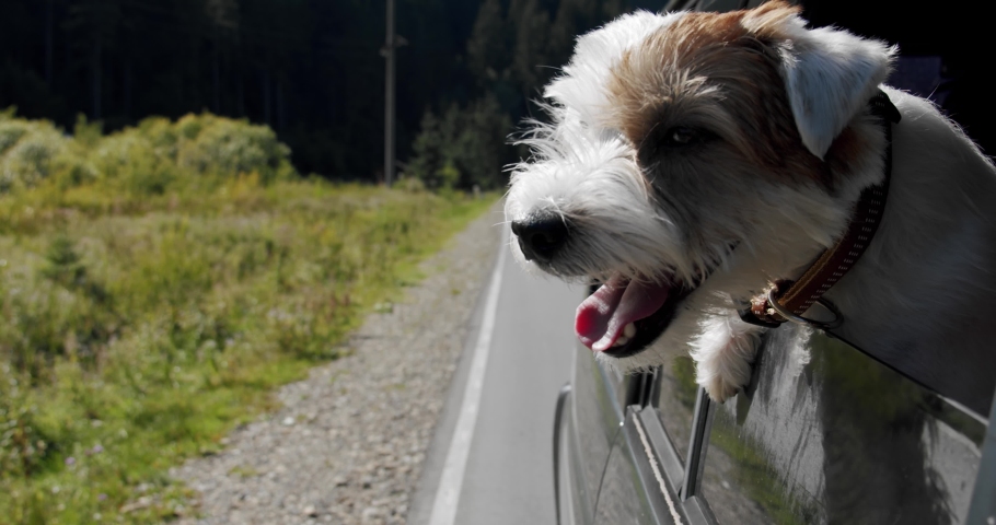Jack Russell Terrier looks out the open window of the car. Close up Slow motion V4