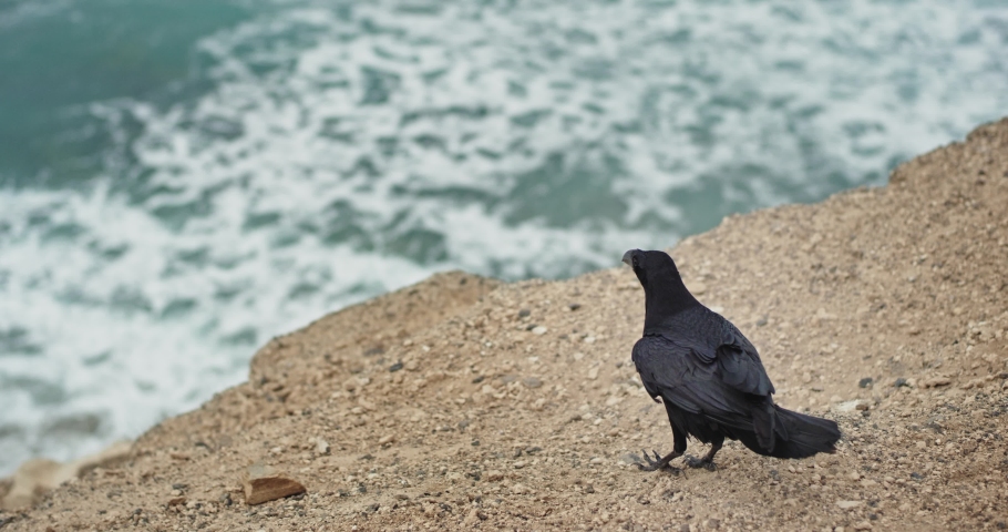 On the beach side beautiful black crow looking through the seaside amazing video capturing | Shutterstock HD Video #1060522294