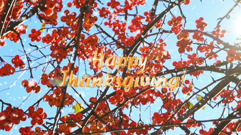 Happy Thanksgiving animated golden text on the background of beautiful branches with red berries under the bright sun and clear blue sky. Snow falls softly on branches. Happy Thanksgiving concept