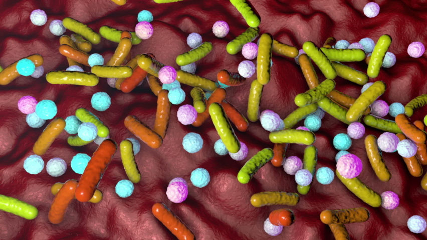 Bacteria of different shapes, rod-shaped bacteria and cocci, human microbiome, human pathogenic bacteria, 3D animation Royalty-Free Stock Footage #1060525171