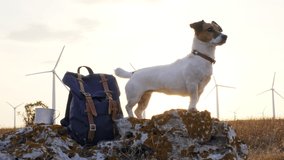 Dog Jack Russell Terrier stands near tourist backpack on volcanic rock with yellow moss at sunset summer look around on large plateau of windy park with rotating wind turbines. Pet on walk. Lens flare