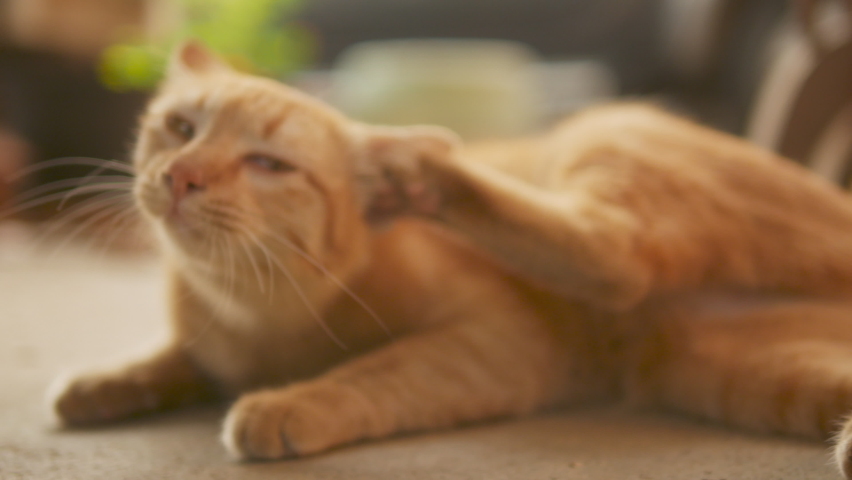 Domestic ginger cat shaking head and scratching or pawing excessively inside its ear may be cause of ear mites, allergies, foreign bodies, infection disease and other ear problems. Royalty-Free Stock Footage #1060529836