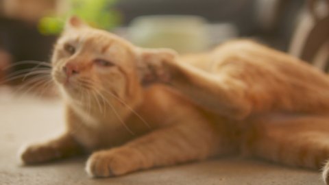Domestic ginger cat shaking head and scratching or pawing excessively inside its ear may be cause of ear mites, allergies, foreign bodies, infection disease and other ear problems.