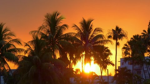miami beach sun down in palm tree sunset 4k florida usa 库存视频