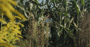 Young woman farmer at corn harvest. Close-up of pretty girl have fun between green leaves in a field in summer. 4k raw video footage