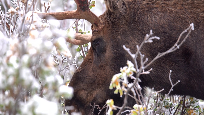 Moose eating leaves in the mountains of Colorado