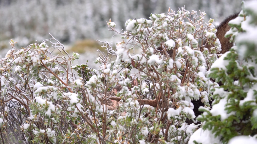 Moose eating leaves in the mountains of Colorado