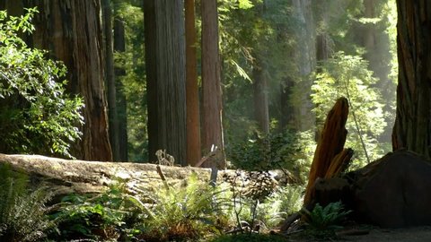Tilt Up to reveal young boy running through incredible Majestic Fairy Tale Redwood Forest along huge fallen log as Sunlight Glares through the Tree Tops.