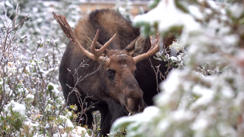 Moose eating leaves in the mountains of Colorado