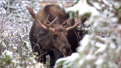 Moose eating leaves in the mountains of Colorado