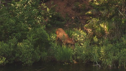 Mother roe deer licking and grooming baby fawn by lake in lush forest