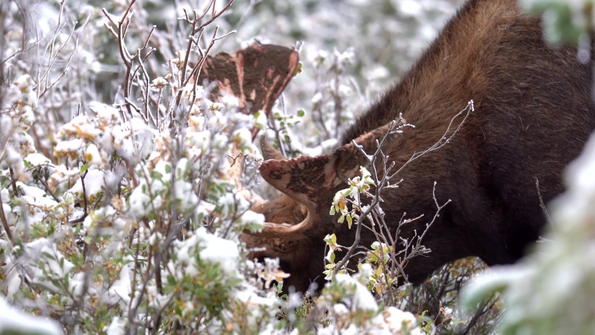 Moose eating leaves in the mountains of Colorado