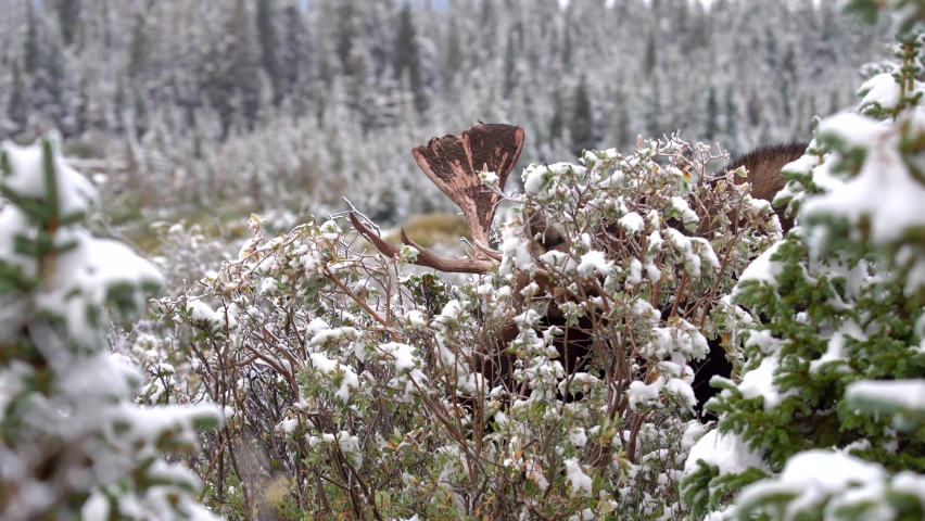 Moose eating leaves in the mountains of Colorado