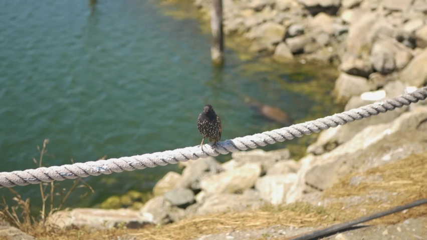 Black small bird perches on Rope by Sea Harbor rocks before flying away in Slow Motion / High Frame Rate