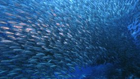 Blue Runner in bait ball / school of fish in turquoise water of coral reef in Caribbean Sea / Curacao - Powered by Shutterstock - Get 15% off with code: PIKWIZARD15