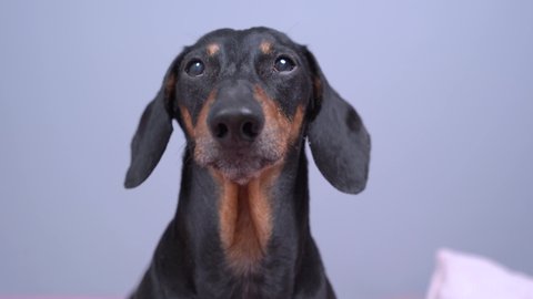 Portrait of funny active dachshund that barks loudly. Dog calls owner for a walk, asks for food, wants to play, or guards house from robbers and strangers