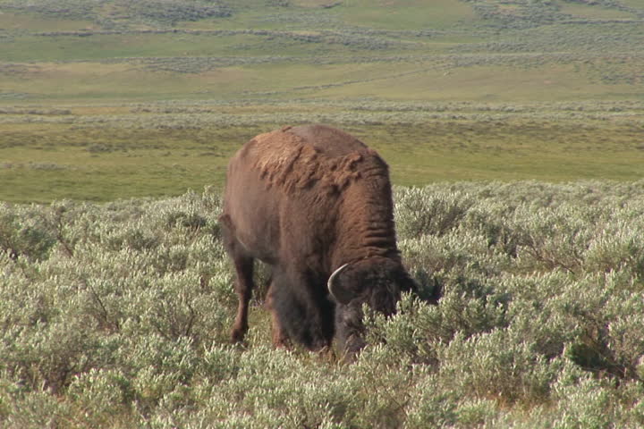 NTSC: Bison - zoom out. Shot in Yellowstone National Park.