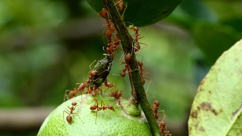 colony of red ants carrying food back to the nest.