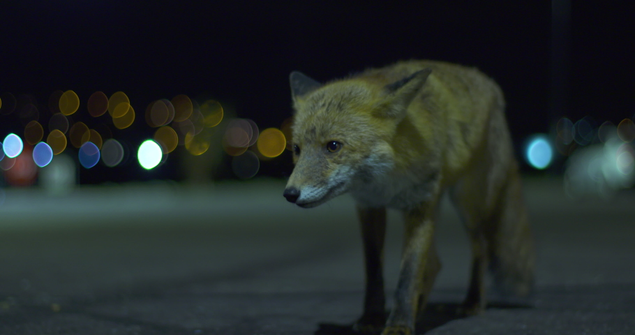 Fox in the city at night. Street light bokeh urban red fox nocturnal hunter Royalty-Free Stock Footage #1060541164